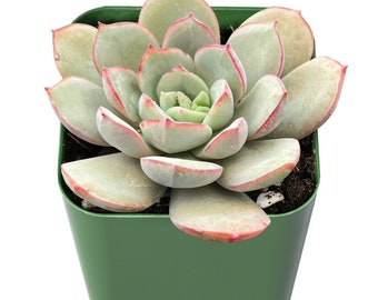 Succulent Plant--2" Mini Echeveria Subcorymbosa Lau 026--Fully Rooted in 2 inch Planter, Perfect for Party Baby Show Wedding Decor