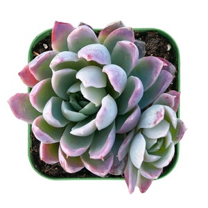 Violet Queen--Live Succulent Plant Echeveria Succulent 2 Inch, Fully rooted in Planter pot. Best for Bridal Shower favor,Baby Shower favor