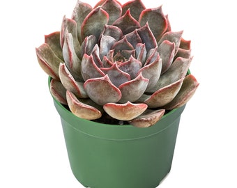 Dark Ice--4" Echeveria Succulent Plant-- Rooted in 4" Planter Pot-- For New Succulent Lover, Indoor&Outdoor Party Decoration, Plant Gift