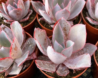 Echeveria Afterglow Succulent Plant | Rooted in 4 inch Container | Beauty For House Yard Decor | Succulent Favor | Plant Gift