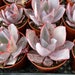 see more listings in the Sukkulenten-4" NurseryPot section