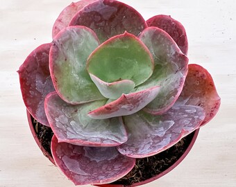 Big Red--4" Echeveria Succulent Plants Fully Rooted in 4'' Pot--For Bridal Shower Favor, Baby Shower Favor,Garden Decoration