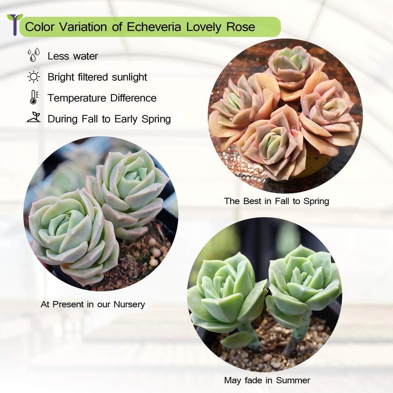 Rosette Succulent PlantEcheveria 'Lovely Rose'Rooted in 2 Plant potGreat for best Friends, Graduation Gifts, Wedding Party Decor image 6