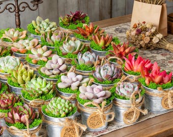 12-200 Packs Live Succulents & Mini Metal Bucket, Wedding Party | Bridal Shower | Baby Shower Favor | Graduation | Birthday Party Favors