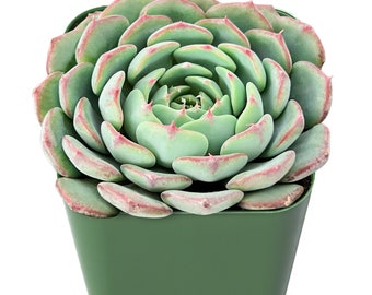 Minima--Live Echeveria Succulent Plant, Fully Rooted in 2 inch Planter, For Home Garden Decor,Party Favor,Shawer Favor, Plant lover gift