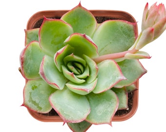 Succulent Plant, Live Fresh Echeveria Moon GAD Varnish Rosette Succulent Fully Rooted in  2'' Plant Pots, Beautiful for Indoor Outdoor Decor