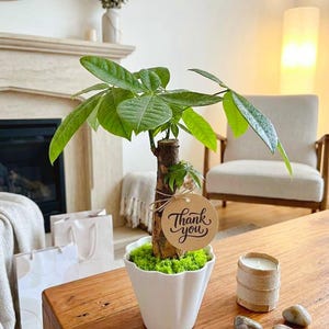 May include: A money tree plant with green leaves in a white scalloped ceramic pot. The trunk is wrapped with a brown twine string holding a round tan paper tag with the words Thank you written in black cursive script. Bright green moss covers the soil.
