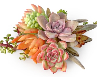 5 Succulent Cuttings, 5 Assorted Varieties succulent Clippings, For Indoor Office Wedding Party Garden Baby Show Decor Succulent favor