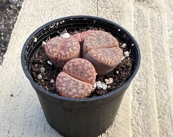 Live Plant Lithops bromfieldii var. glaudinae--Live Stone Rooted in 2" Nursery Pots,Living Stones,Plant Gift, Home Garden Decoration