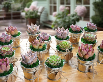 80 Packs Succulents & Mini Metal Buckets DIY--Succulents+Buckets+Accessary--Succulent Favors,Garden Party Decor,Bridal/Baby Shower Favors