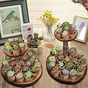 Succulent Favors--60 Succulent (10Varieties)+60 Mini Burlap Bags--Succulent Party Favors,Garden Party Favors,Baby Shower Favor