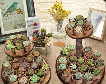 Succulent Favors--60 Succulent (10Varieties)+60 Mini Burlap Bags--Succulent Party Favors,Garden Party Favors,Baby Shower Favor