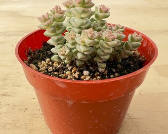 Variegated Tom Thumb--Rare Crassula Succulent Live Plant, Fully rooted in 4" Planter Pot. For Indoor and Outdoor Decoration