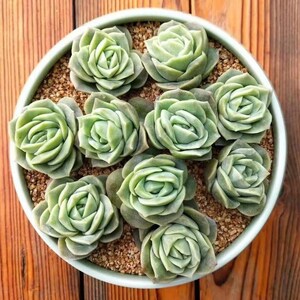 Rosette Succulent PlantEcheveria 'Lovely Rose'Rooted in 2 Plant potGreat for best Friends, Graduation Gifts, Wedding Party Decor image 5