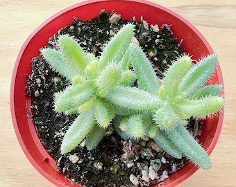 Pickle Plant---Hardy Succulent Plant (Delosperma Echinatum Variegata) --Rooted in 4" pot--For Succulent Lover, Garden Decor,Table decor