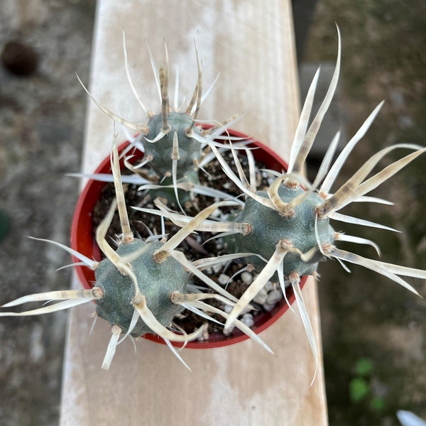 Live Tephrocactus articulatus var. papyracanthus | Paper Spine Cactus | Rooted in 4'' Planter | Great For Outdoor Garden Decor | Plant Gift