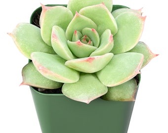 Pink Tips--2" Mini Echeveria Succulent Plant--Fully Rooted in 2'' Plant Pot--For Garden Party Decor,Shower Favor,Plant Lover Gift