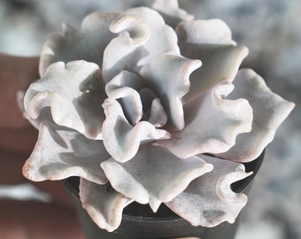 Crispate Beauty--Rare Import Echeveria Succulent Plant--Live Plant Rooted in 2" Nursery Pot-- Plant Hobbist Must Have One