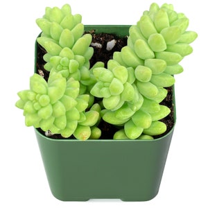 Succulent Plant--2" mini Burro's Tail (Sedum Morganianum) Donkey's Tail--Rooted in 2'' Plant Pot--For Succlent Lover, Hardy Succulent