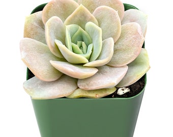 Succulent Plant--2" Mini Echeveria Blue Surprise--Fully Rooted in 2 inch Planter--Beautiful for Indoor Outdoor Garden Party Decor