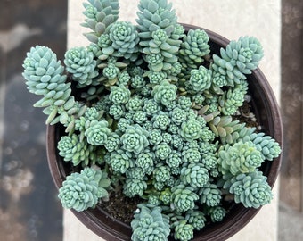 Sedum Dasyphyllum Major--Live Succulent Plants--Rooted in 4" Pot--Great Gift For Friends/Mom/Teacher, Plant Lover Gift.