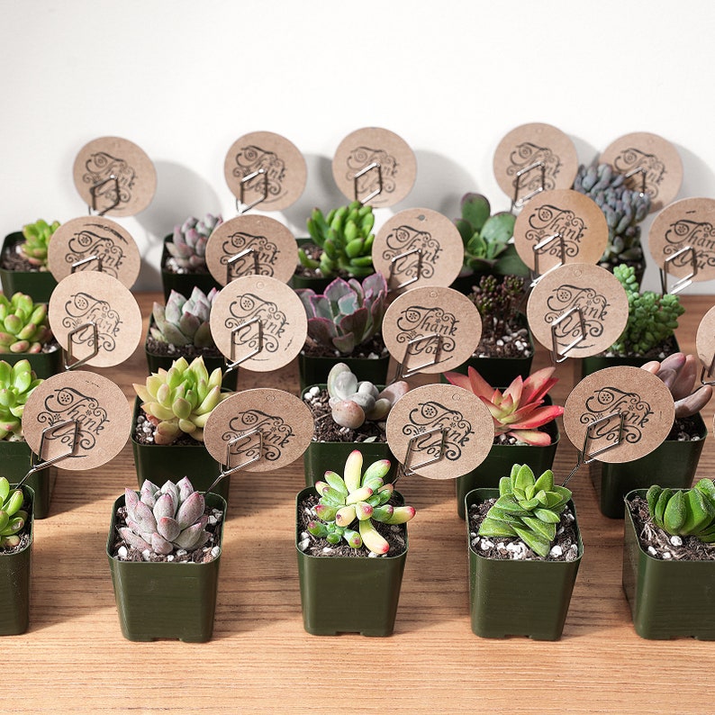 Bulk Succulent Plants, Live Rare Assorted Succulent. For Bridal Shower Favors Succulent Gifts, Wedding Shower Favors, Baby Shower Favors image 5