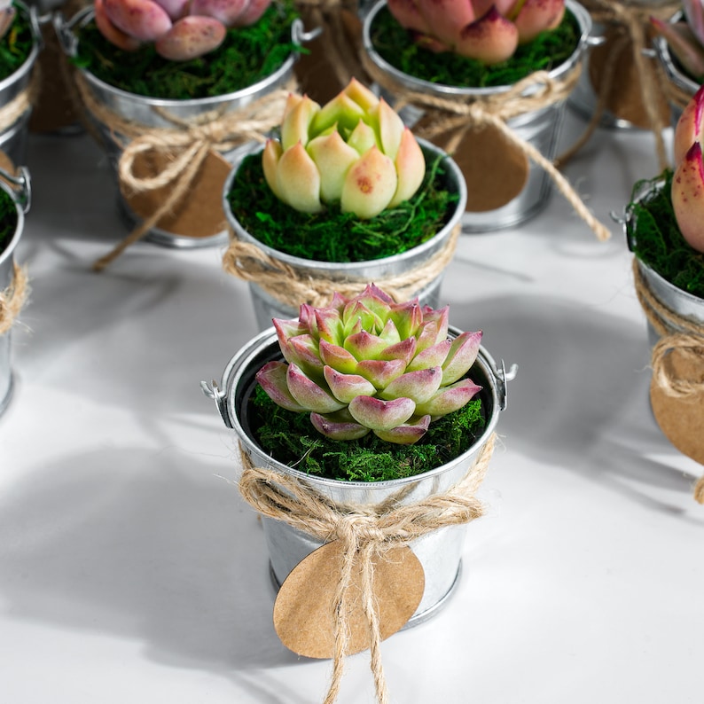 5/10/20/25/30 Bulk Succulent FavorWedding Party Favor,Bridal Shower Favor,Baby Shower FavorLive Succulent PlantMini BucketsAccessaries zdjęcie 2