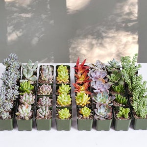 54 Packs Succulent Plants,2'' Live Succulent Bulk(9 Varieties) For Bridal Shower Decoration,Baby Shower Favors.Succulent Plant Gifts