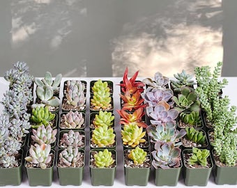 54 Packs Succulent Plants,2'' Live Succulent Bulk(9 Varieties) For Bridal Shower Decoration,Baby Shower Favors.Succulent Plant Gifts