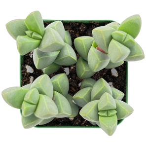 Succulent Plant--2&quot; Mini Ice Plant(Corpuscularia Lehmannii Ice Astridia Velutina Brocade)--Rooted in 2&#39;&#39; Planter--For Succulent Lover