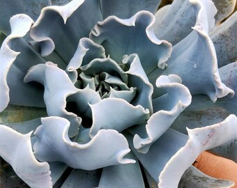 Swan Lake'--Echeveria Succulent Rooted in 4'' Nursery Pot--Succulent Lover Gift