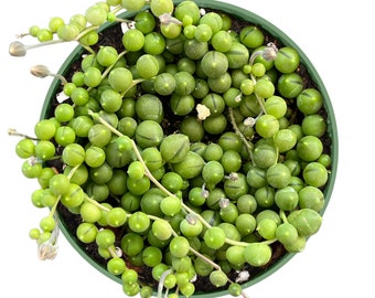 Succulent Plant--4" String of Pearls (Senecio Rowleyanus)--Fully Rooted in 4'' Round Planter--Hanging Plant For Wall Decor, Plant Lover Gift