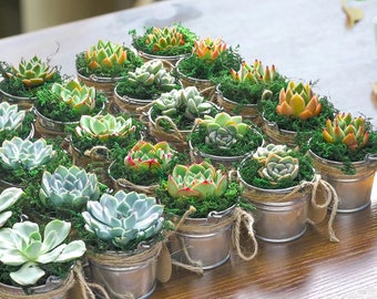 36/40/50 Pack Live Succulent & Mini Metal buckets--Wedding Party Favor/Bridal Shower Favor/Baby Shower Favor--DIY Your Succulent Favor Gift