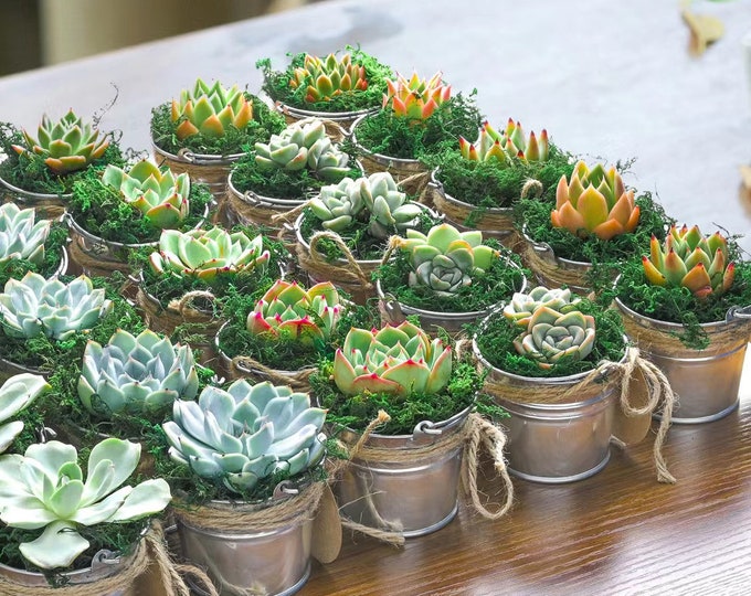 12-200 Packs Live Succulents & Mini Metal Bucket, Wedding Party | Bridal Shower | Baby Shower Favor | Graduation | Birthday Party Favors