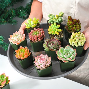Succulent Pack--12 Packs (6 Varieties) --Rooted in 2&quot; Pots-- For Succulent Lover,Succulent Favors,Party Favors,Plant Lover Gift,Xmas gift