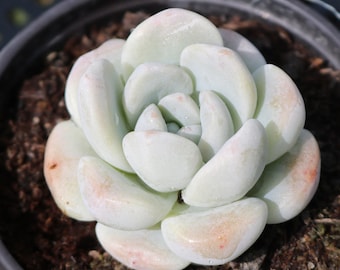 Ice Green--Succulent Plant,Live Rare Echeveria Fully Rooted in 2'' Plant Pots, Perfect for Indoor Outdoor Garden Decor, Succulents collector