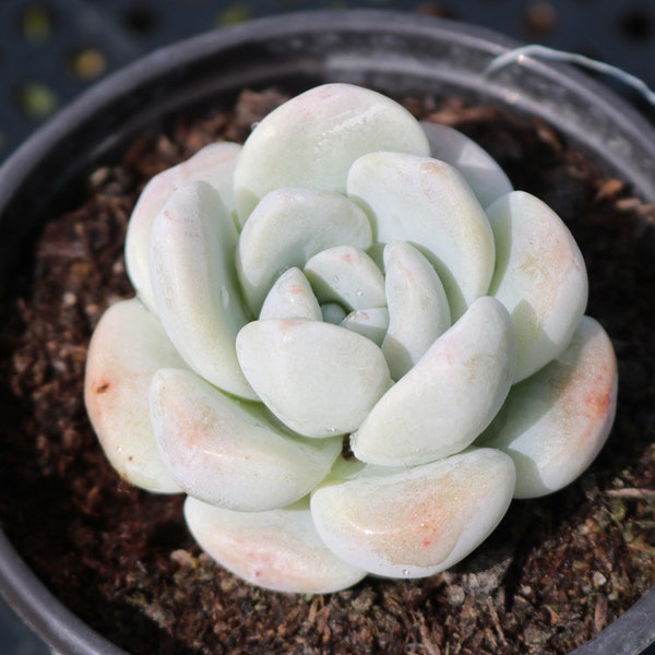 Ice Green--Succulent Plant,Live Rare Echeveria Fully Rooted in 2'' Plant Pots, Perfect for Indoor Outdoor Garden Decor, Succulents collector