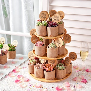 Live Succulent Favor--Succulent Plant & Burlap Bag+Tag+Color Gift Box, Wedding Party | Baby Shower | Graduation Favor | Father's Day Gift