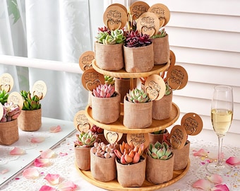 Live Succulent Plants & Burlap Bag with Customizable Tags and Color Gift Box, Wedding Party | Baby Shower | Graduation | Bridal Shower Favor