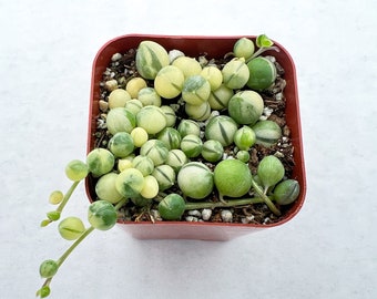 Variegated String of Pearls--Live Succulent Plant Rooted in 2" Nursery Pot--Wall Hanging Plant. Houseplant Lover Gift