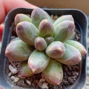 Pachyphytum compactum (Little Jewel)--Live Rare Succulent Plant Rooted in 2" Nursery Pot-- Beautiful for Green Party,Home Garden Decor