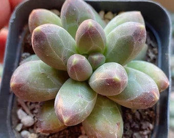 Pachyphytum compactum (Little Jewel)--Live Rare Succulent Plant Rooted in 2" Nursery Pot-- Beautiful for Green Party,Home Garden Decor