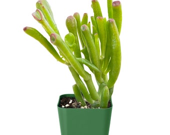 Succulent Plant--Crassula Ovata ‘Gollum’ Jade Tree | Fingering Jade Plant --2”-3” Tall Rooted in 2” Pot--Plant Lover Gift,Succulent Garden