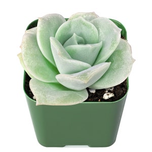 Rosette Succulent PlantEcheveria 'Lovely Rose'Rooted in 2 Plant potGreat for best Friends, Graduation Gifts, Wedding Party Decor image 4