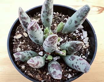 Plover Egg Plant--4" Rare Succulent Plant(Adromischus Cooperi/Festivus) --Rooted in 4" Round Pot--For Succulent Lover, Special Plant Gift