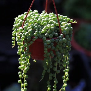 May include: A hanging planter filled with a string of pearls succulent plant. The plant has small, round, green leaves that resemble pearls. The planter is red and has a wire hanger.