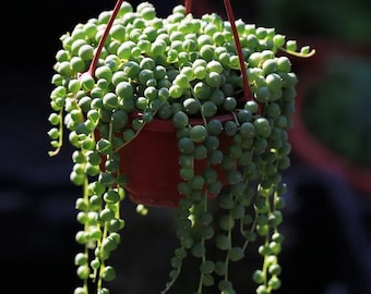 String of Pearls Succulent: Hanging Plant in 4" Nursery Pot, Home Decor | Party Favors | Easter Gift | Mother's Day Gift