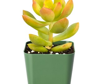 Succulent Plant--2"mini Sedum ‘Golden Glow’ --Rooted in 2 inch Planter--For Office Indoor Outdoor Decor, Plant Lover Gift, Hardy Succulent