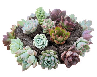May include: A collection of 12 small succulents in individual pots, arranged in a circular pattern. The succulents are a variety of colors, including green, red, and purple.