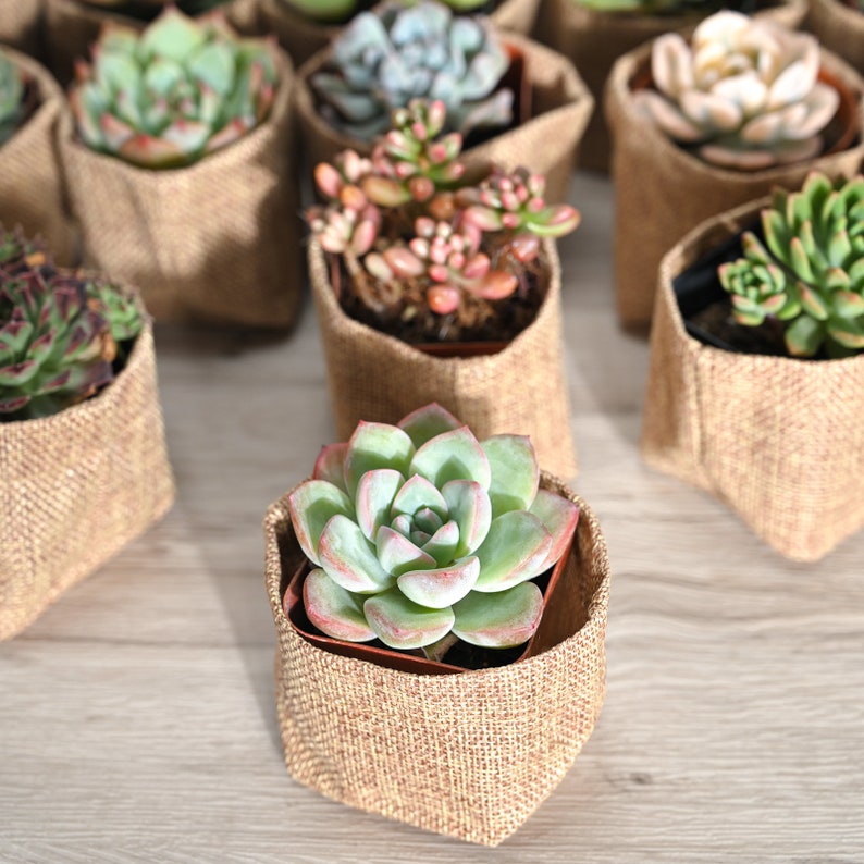 24/50 Packs Succulent FavorWedding Party Favor/Baby Shower Favor/Bridal Shower Favor Live Succulent PlantBurlap WrapsTags image 3